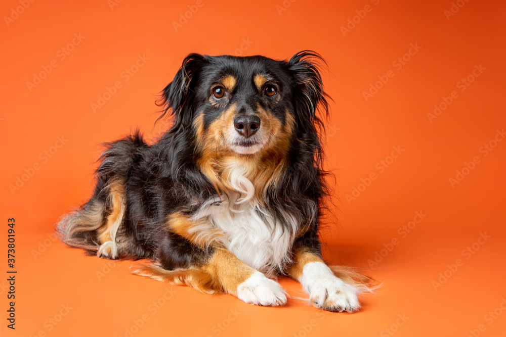 Australian Shepard dog