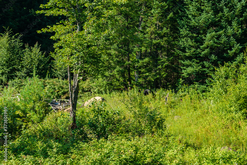 Obraz premium Looking a black bear