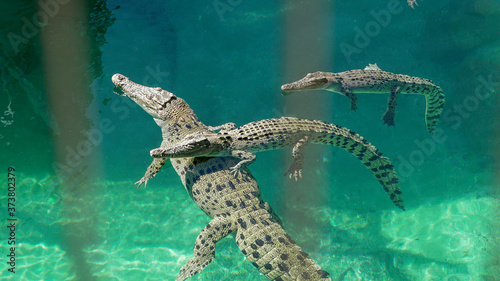 Medium and small crocodiles in water