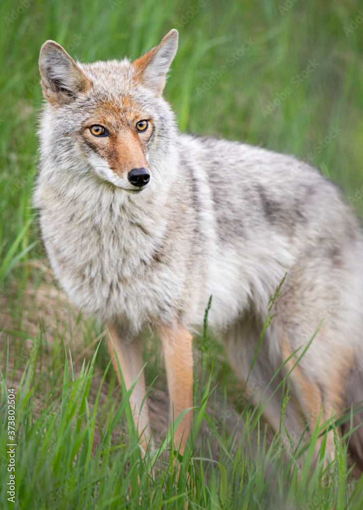 Coyote in the spring