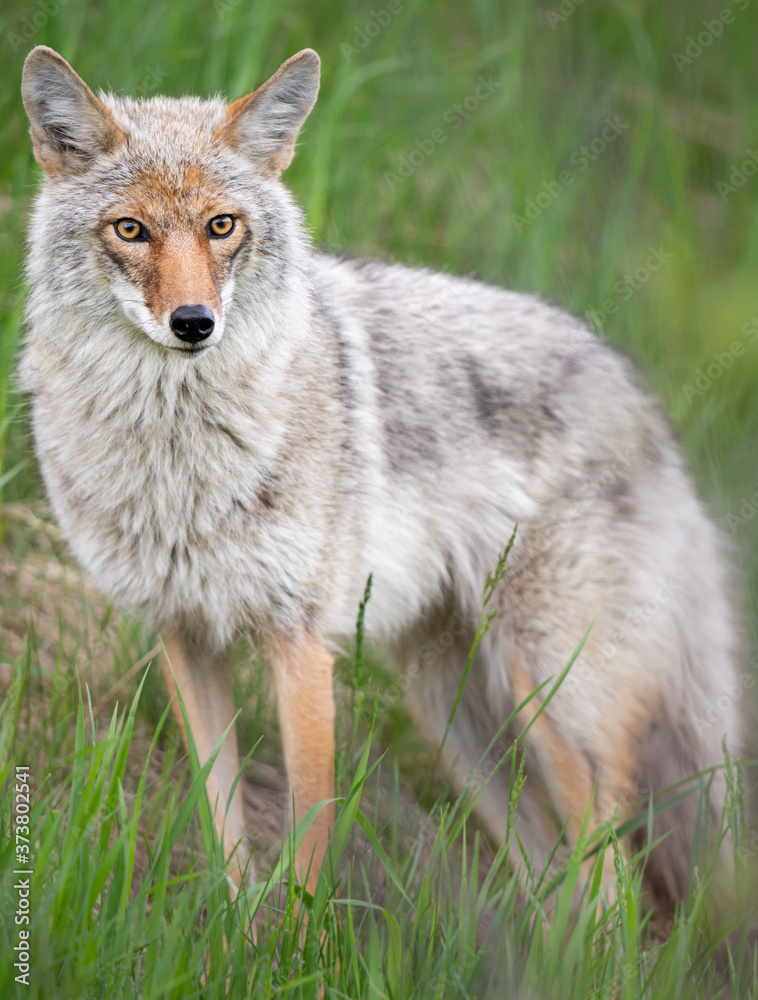 Fototapeta premium Coyote in the spring