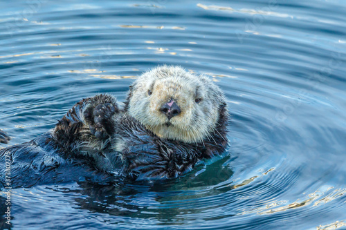 USA, California, San Luis Obispo County. Sea otter grooming. Credit as: Cathy & Gordon Illg / Jaynes Gallery / DanitaDelimont.com photo