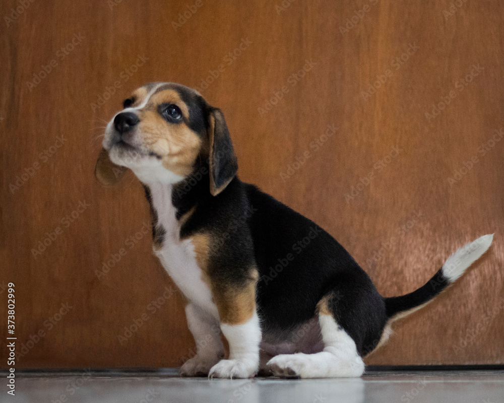 Beagle puppy sitting tail door