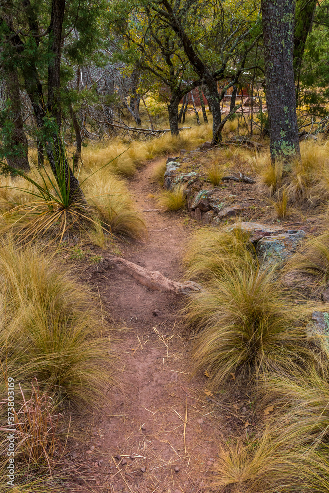 Fototapeta premium Hiking Trail Through Thick Bluestem Grass In Boot Canyon, Big Bend National Park, Texas, USA