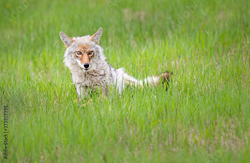 Coyote in the spring