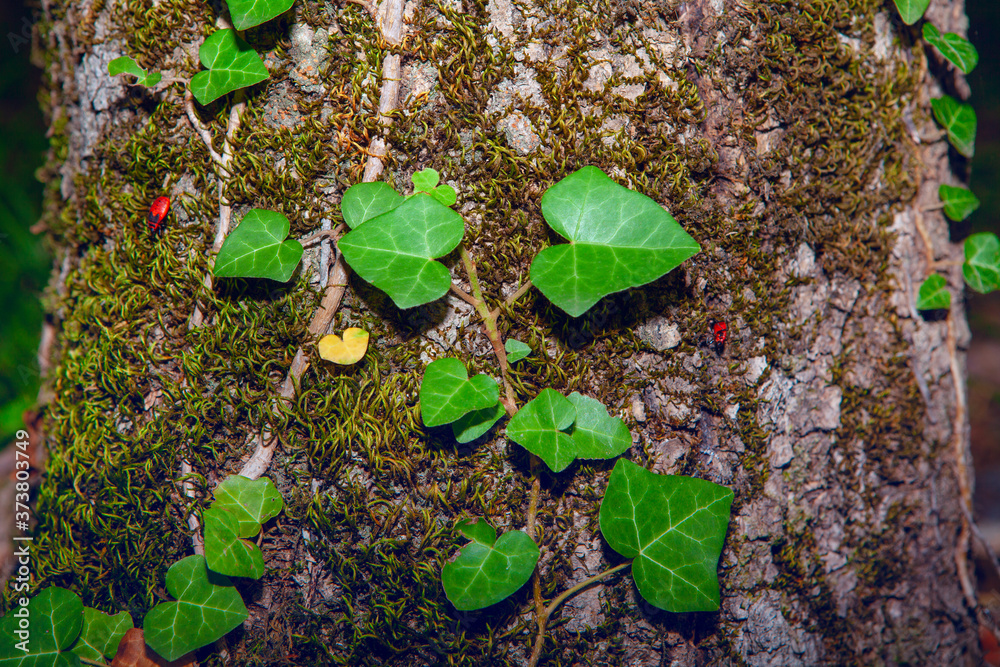 Ivy growing on the trunk of a tree Ivy growing on the trunk of a tree