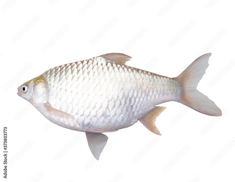 Silver Barb or Java Barb isolated on white background with Clipping path. Silver Barb or Java Barb isolated on white background with Clipping path.