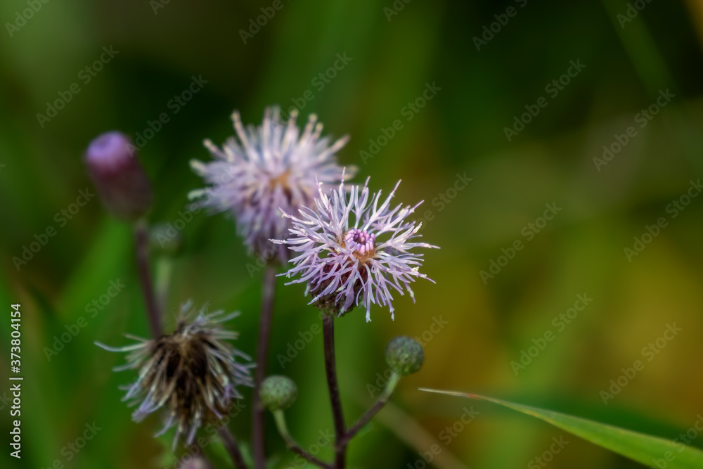 Beautiful flowers on a forest meadow Beautiful flowers on a forest meadow