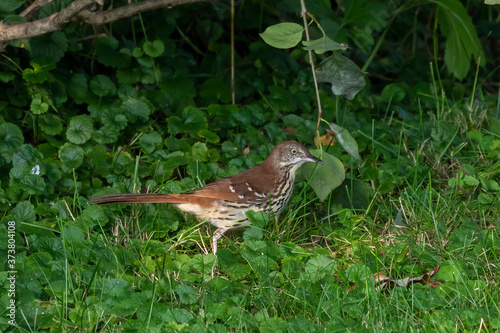 The brown thrasher. American bird, it is the state bird of Georgia. photo