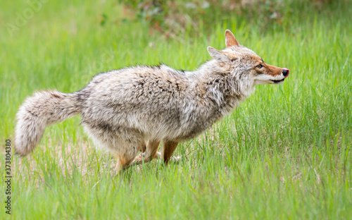 Coyote in the spring
