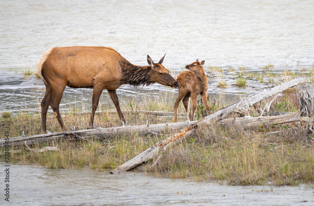 Obraz premium Cow and calf elk in the spring