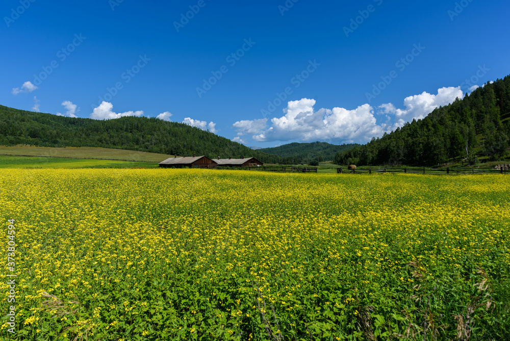 Yellow rapeseed flowers on field with blue sky and wooden old huts in summer