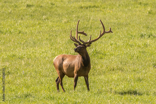 USA, Colorado, Rocky Mountain National Park. Bull elk in field. Credit as: Cathy & Gordon Illg / Jaynes Gallery / DanitaDelimont.com photo