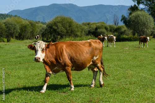 Fototapeta Naklejka Na Ścianę i Meble -  Cows grazing on a green summer meadow