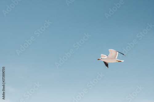 seagull in flight with blue sky © Thomas