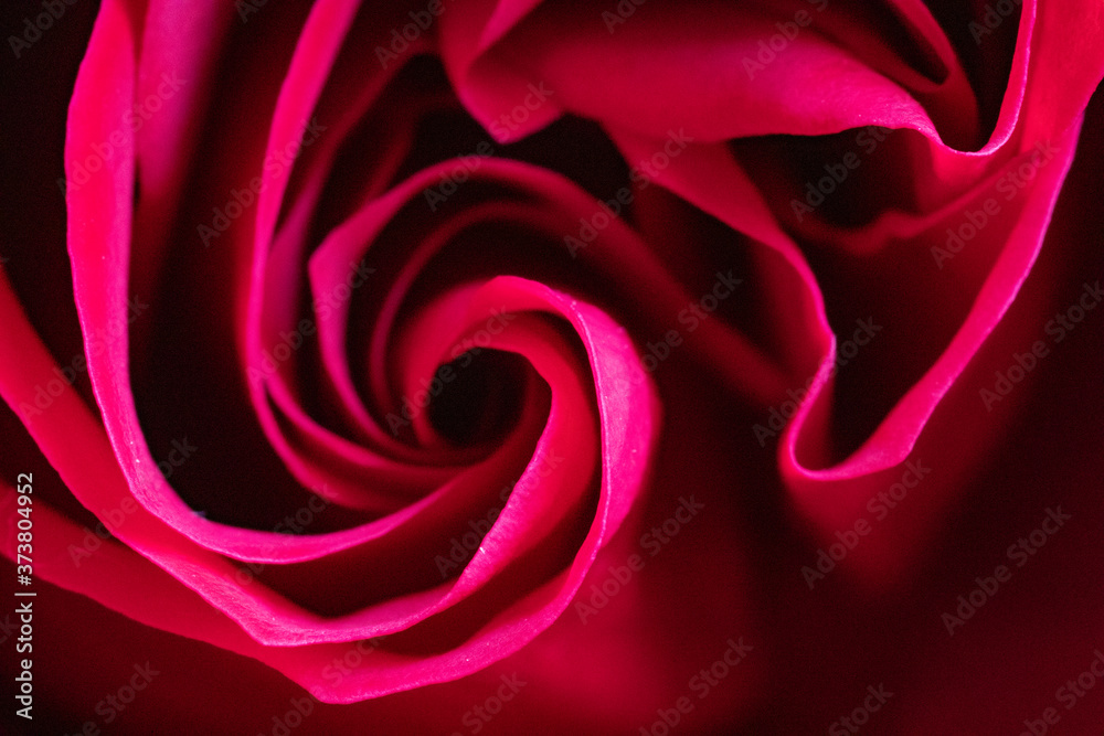 Naklejka premium Red rose up close.
