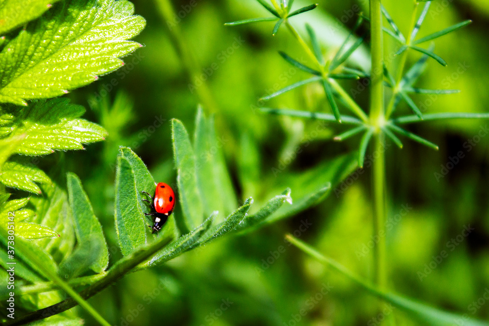 Ladybug crawling on a green leaf Ladybug crawling on a green leaf