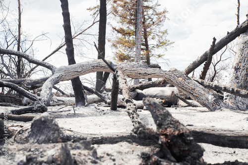 A collection of charred burnt trees standing on a gray ash filled ground in a summer landscape © kat7213
