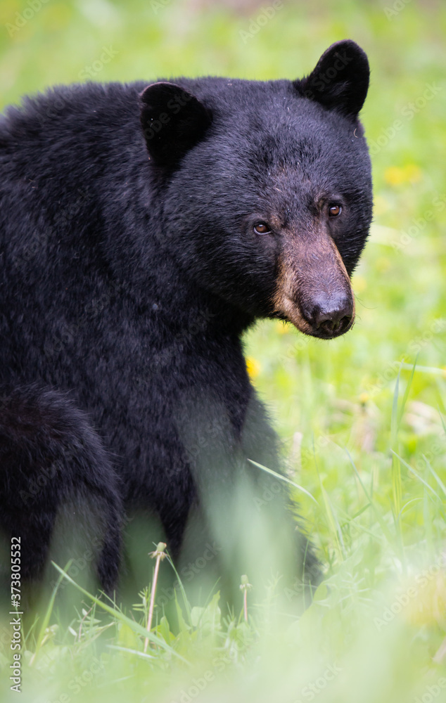 Fototapeta premium Black bear in the wild