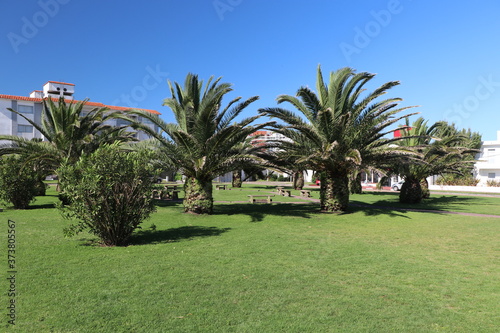 Sunny spring morning in a square with palm trees