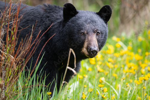 Black bear in the wild