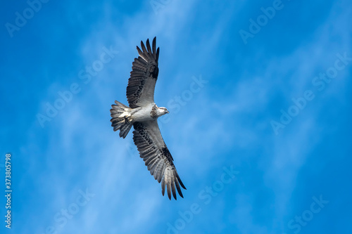Hunting Osprey, Byron Bay Australia © Gary