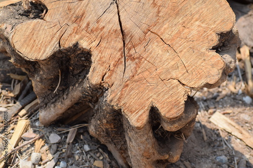 Tree Trunk Log Close Up