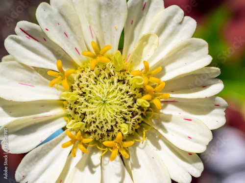 White Zinnia Flower Bloom Close Up photo