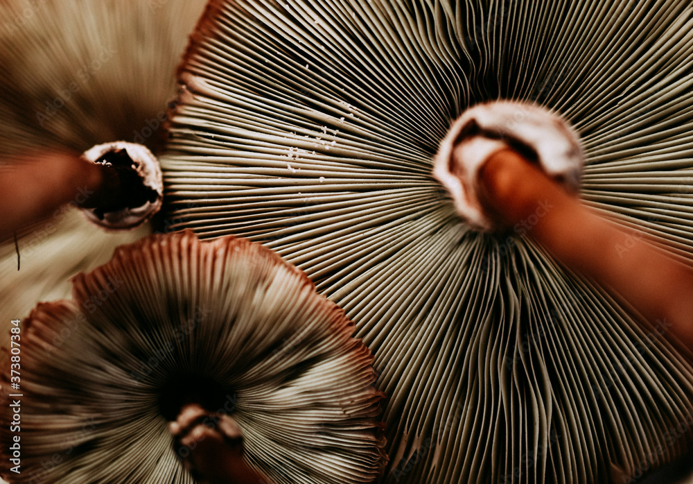 Foto Mushroom Fan