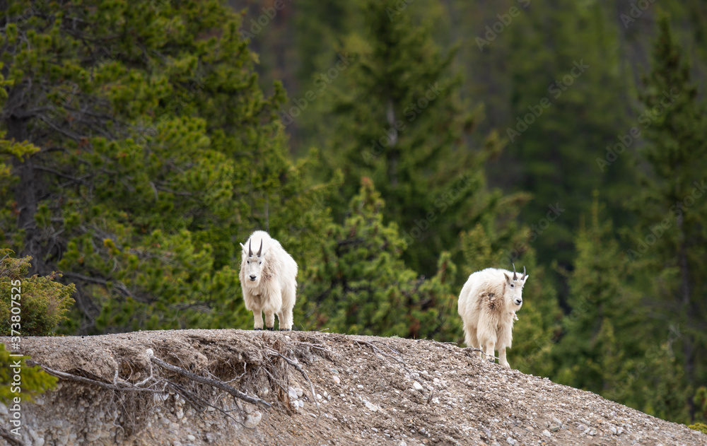 Mountain goat in the spring