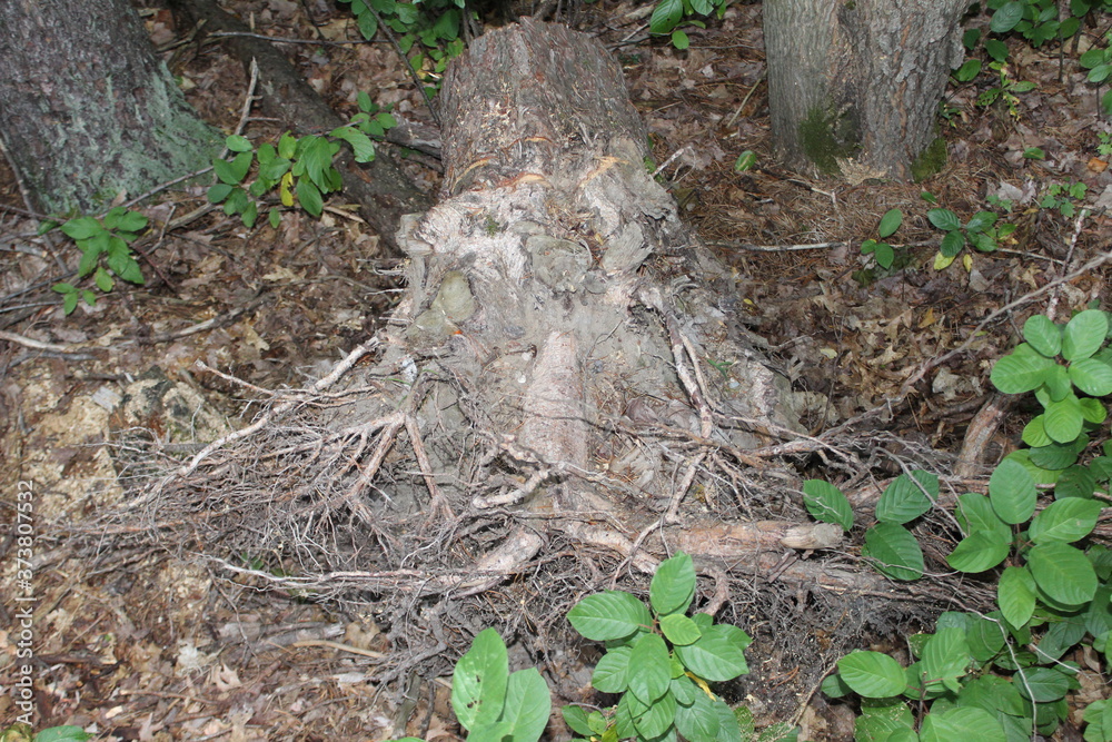 Obraz premium stump in the woods