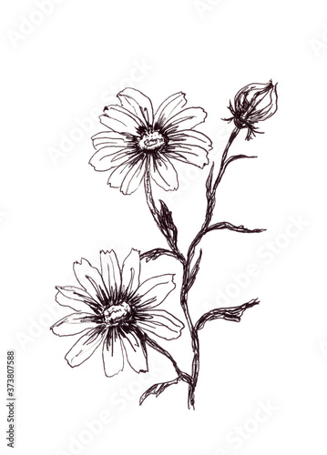 autumn daisies  graphic black white pattern  botanical sketch on a white background