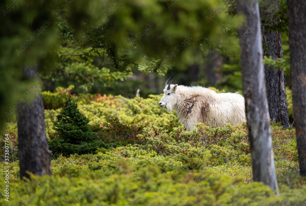 Fototapeta premium Mountain goat in the spring