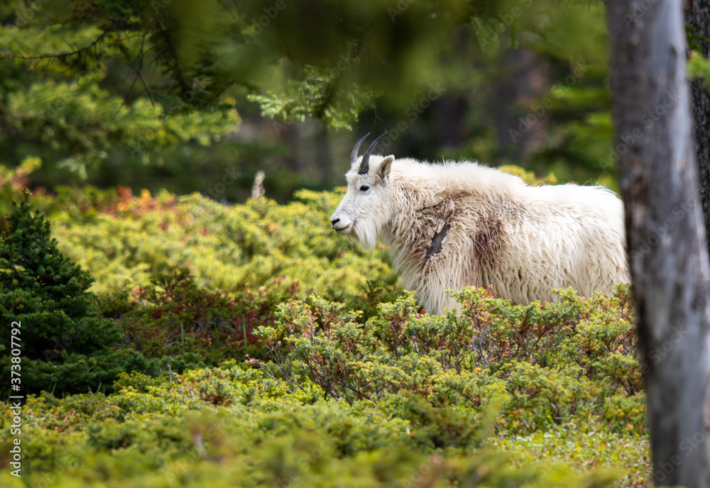 Mountain goat in the spring Mountain goat in the spring