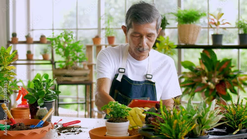 Happy senior gardener man taking care of his plants in greenhouse. Happy senior gardener man taking care of his plants in greenhouse.