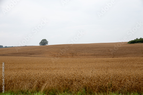 Grain field in Autumn