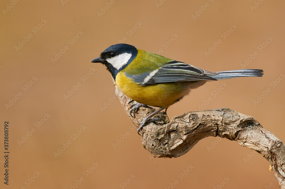 Obraz premium Beautiful great tit (Parus major)