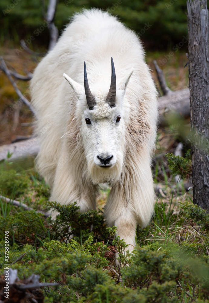 Obraz premium Mountain goat