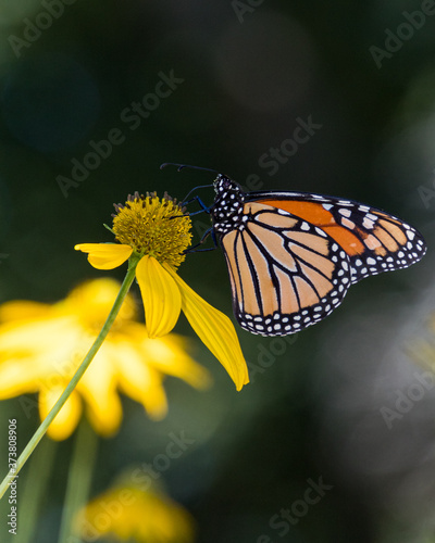 monarch butterfly on yellow flower © James Plate