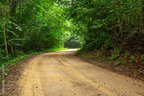Country side road in the forest summer time