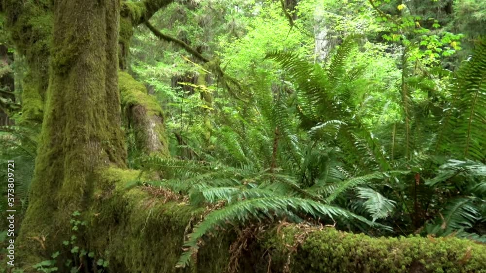 Tracking shot of mossy forest floor in Redwood National Park, California Tracking shot of mossy forest floor in Redwood National Park, California
