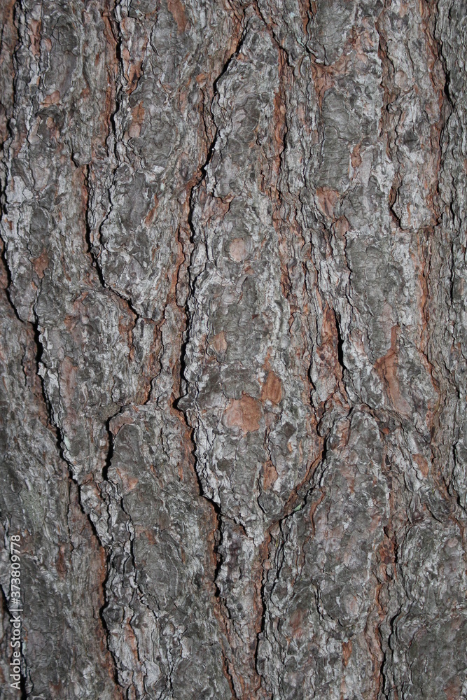 tree bark texture tree bark texture