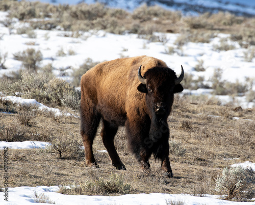 american bison in snow