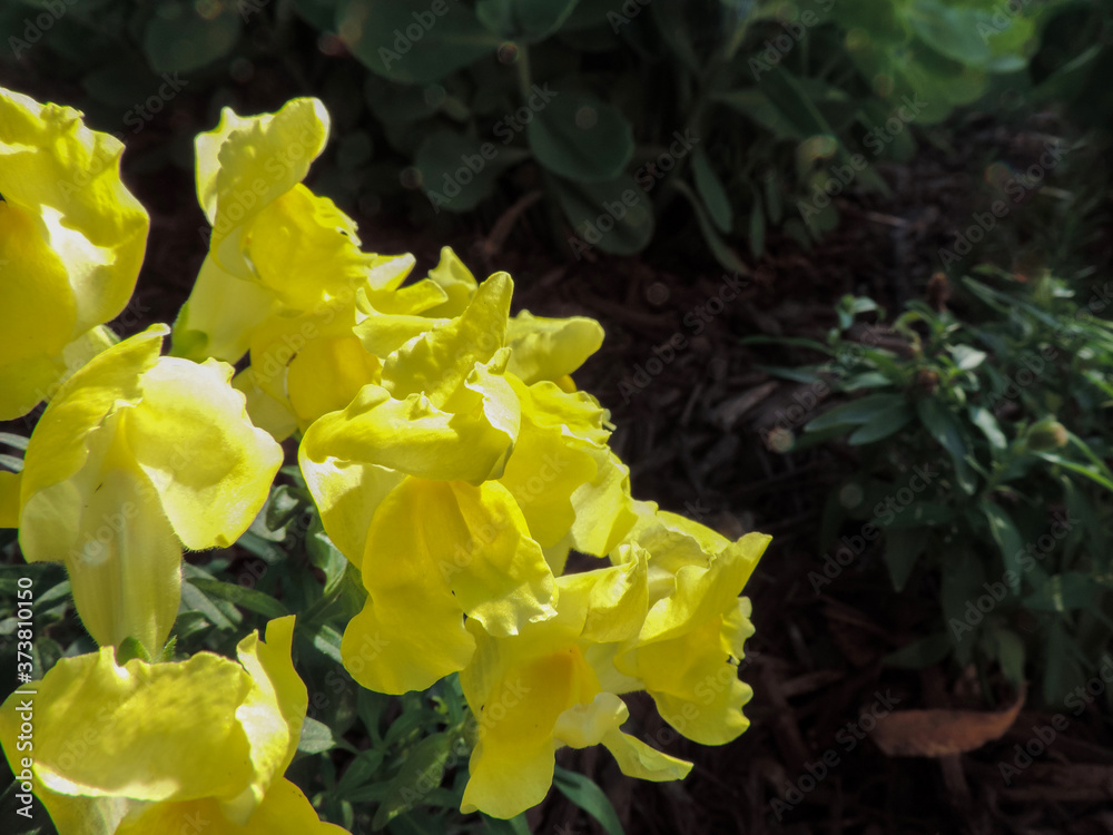 Fototapeta premium yellow flowers in the garden