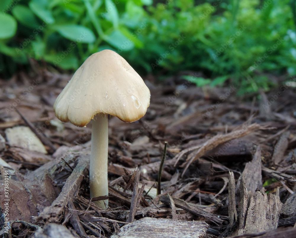 mushrooms in the forest mushrooms in the forest