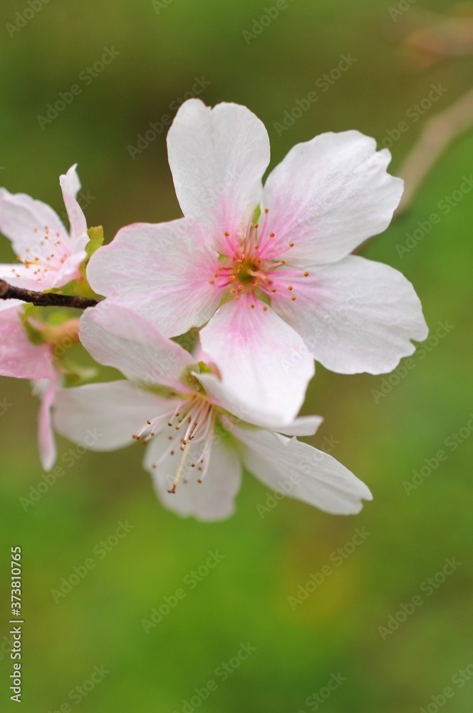秋に咲く四季桜のクローズアップです。 秋に咲く四季桜のクローズアップです。