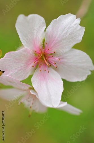 秋に咲く四季桜のクローズアップです。