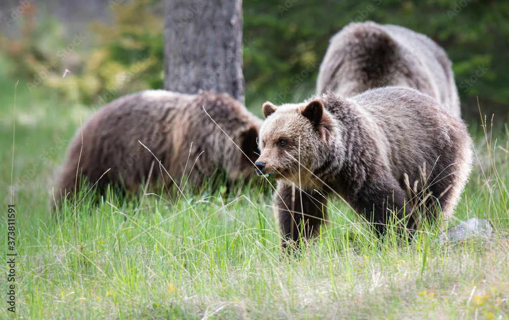 Fototapeta premium Grizzly bears in the spring