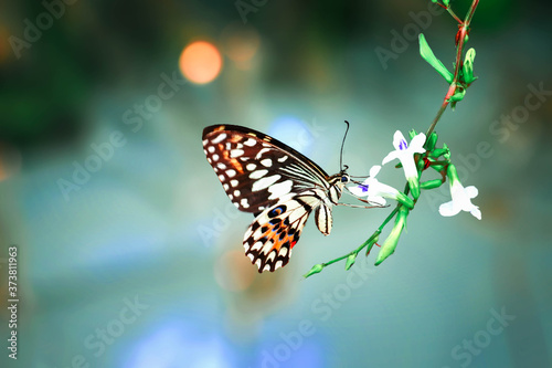 butterfly on a flower © Tongsai Tongjan