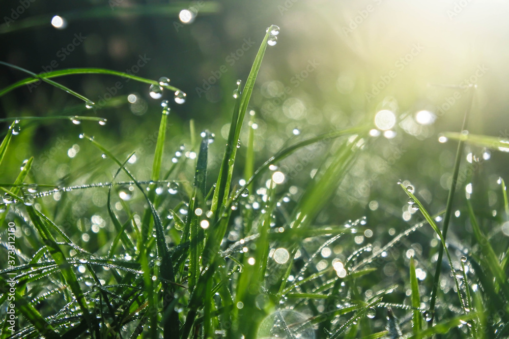 dew drops on grass